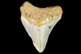 Fossil Megalodon Tooth - North Carolina #109042-1